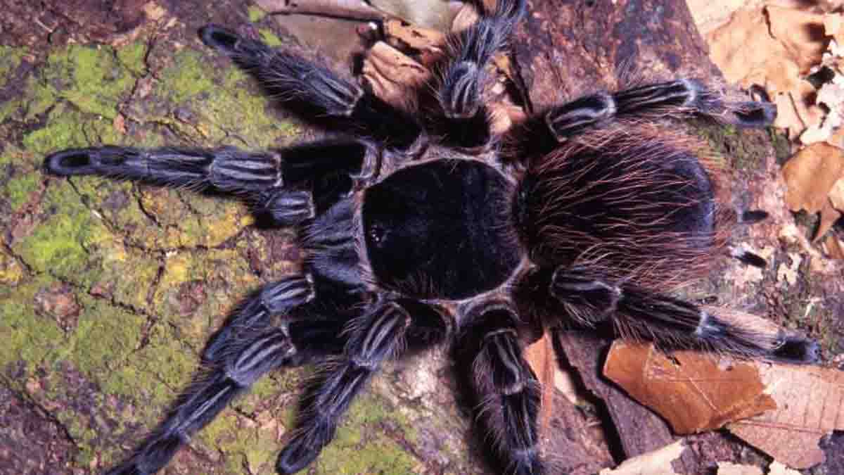 Veneno de araña brasileña podría ayudar a tratar el cáncer