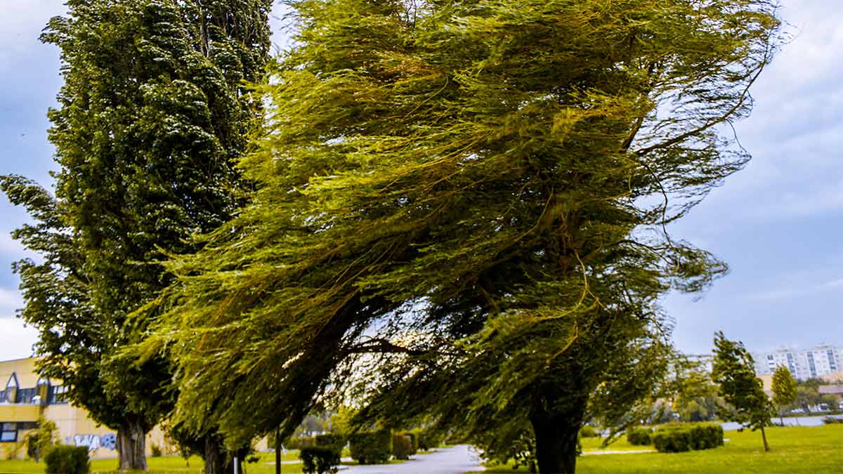 Alerta Amarilla por vientos fuertes en CDMX; sigue estas recomendaciones