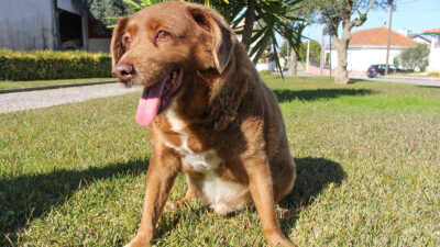 Bobi pierde su récord Guinness como el perro más viejo del mundo