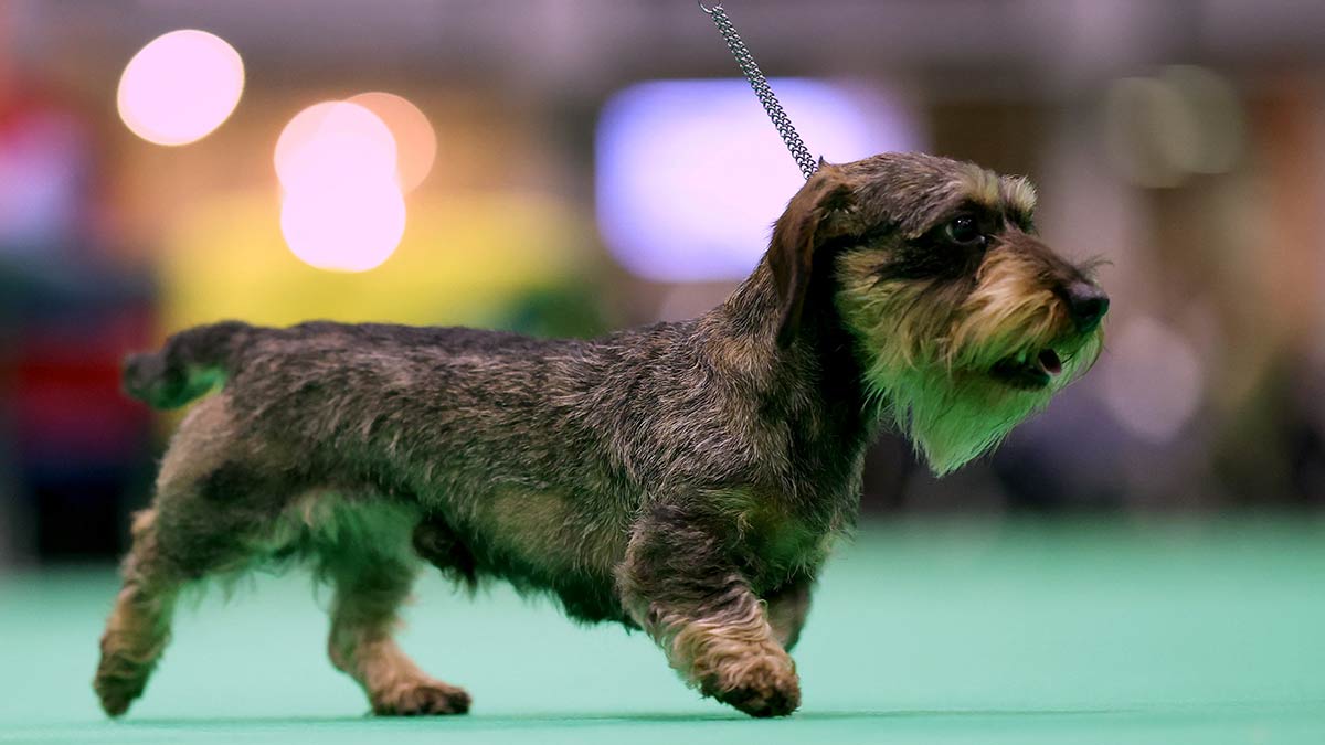 Las fotos más tiernas de la competencia Crufts dog en Birmingham