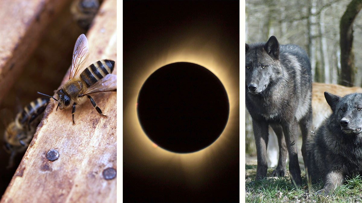 El raro comportamiento de los animales durante el eclipse, así reaccionan murciélagos, lobos y abejas