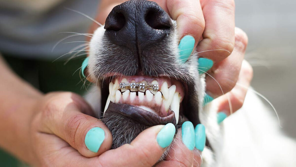 Brackets para perros