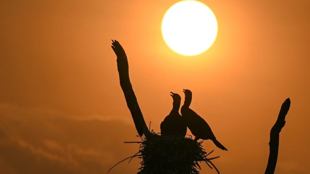 Pájaros en un nido con el sol a plomo en el horizonte