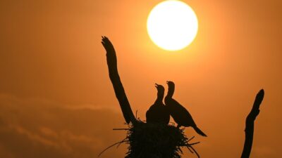 Pájaros en un nido con el sol a plomo en el horizonte