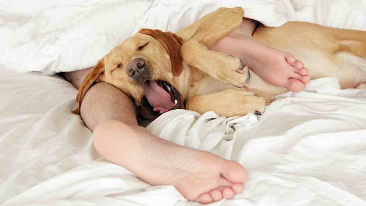 ¿Es malo dormir con perros en la cama?