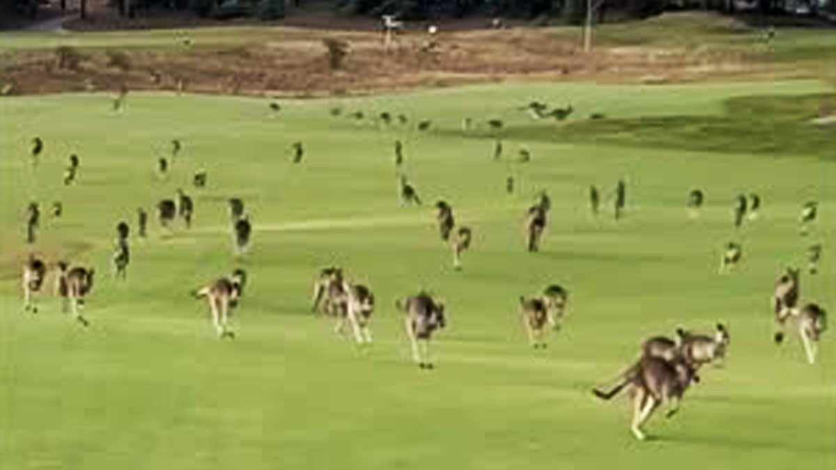 Cientos de canguros invaden un campo de golf en Australia: “¡es una estampida!”