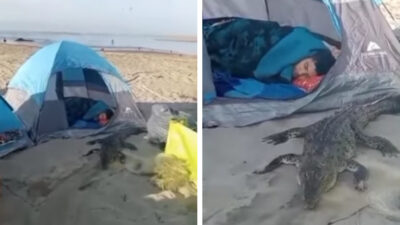 Turista duerme en playa de Jalisco y amanece con cocodrilo