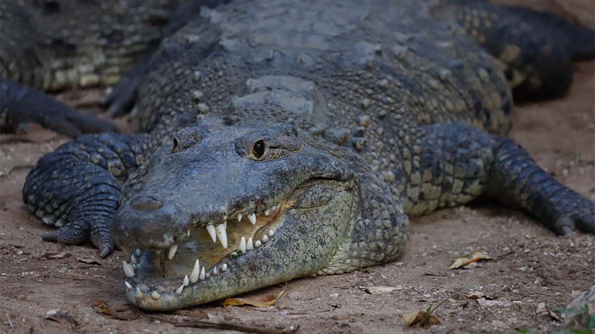 ¡Ni te acerques! Alertan a la población por presencia de cocodrilo en el río Sinaloa