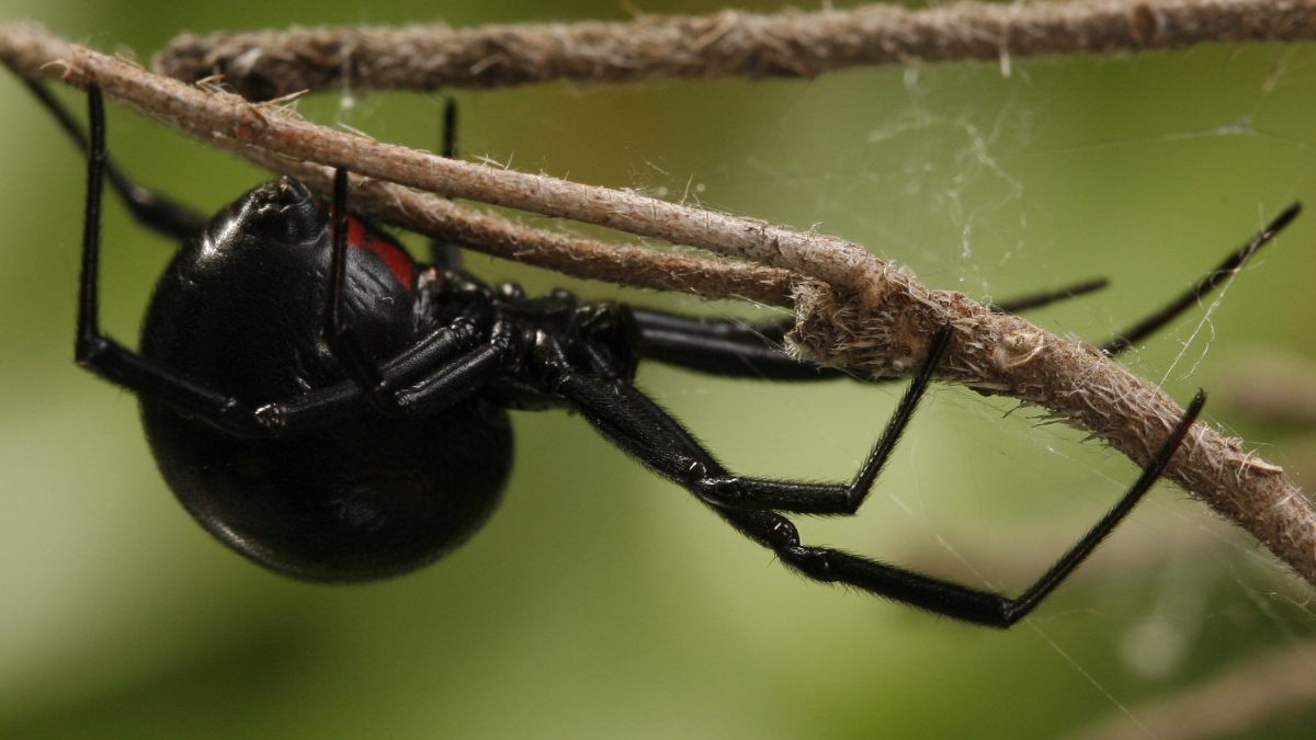 Aumentan picaduras y mordeduras de animales ponzoñosos, cómo prevenirlas