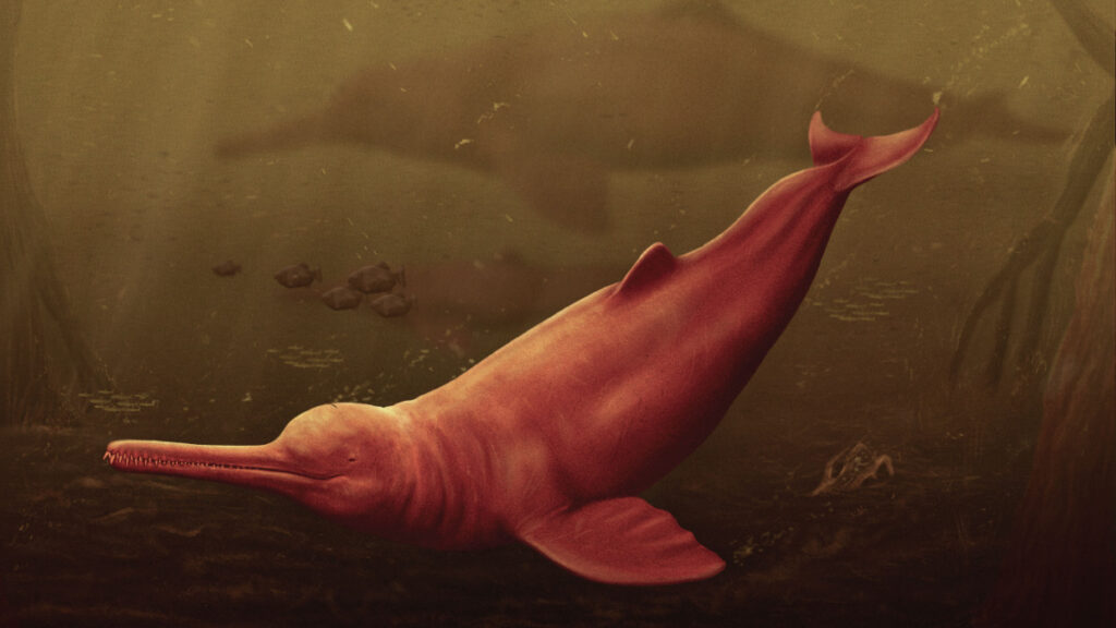 A pesar de su parecido, el "Pebanista Yacuruna" no es pariente del delfín rosa