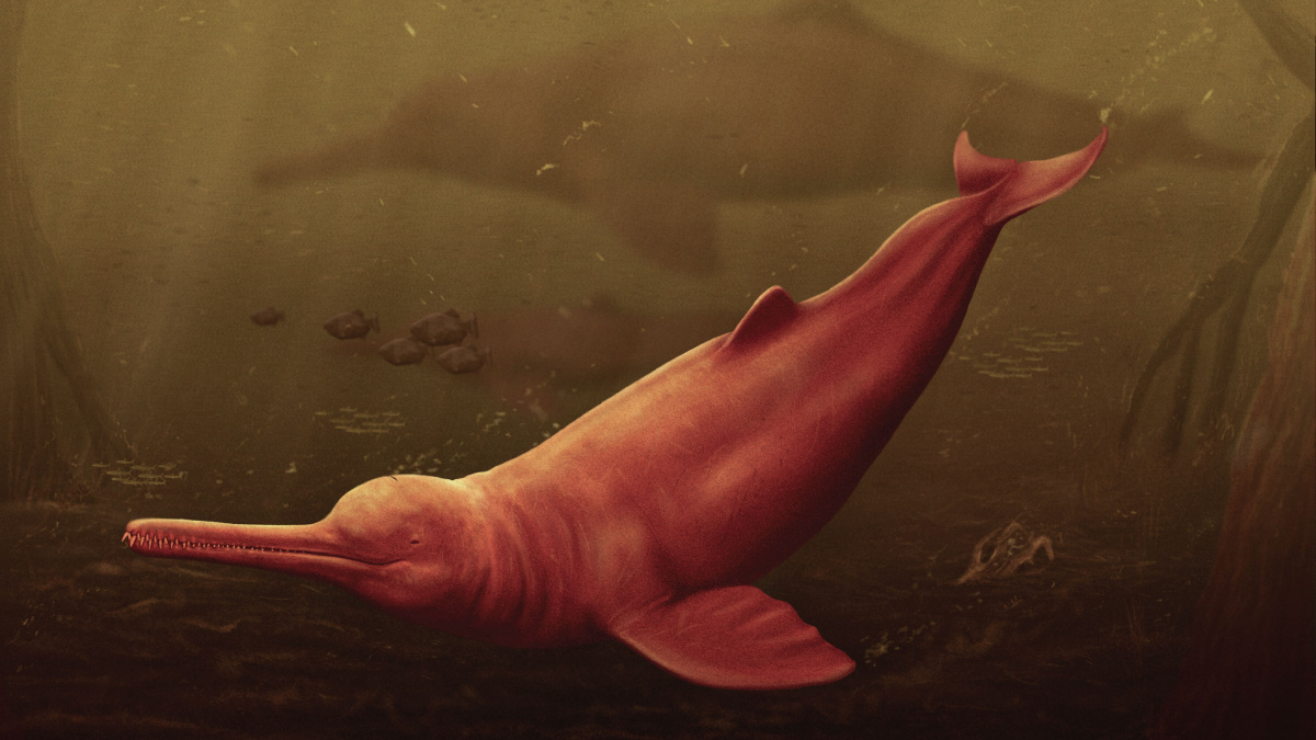 Descubren un delfín gigante de hace 16 millones de años en el Amazonas: conoce a “Pebanista Yacuruna”