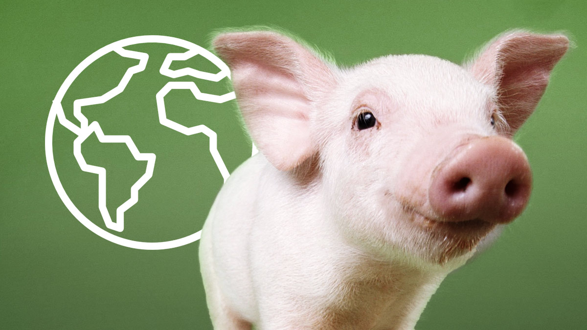 “Los cerdos no son sucios”, ¿por qué es importante para la salud cuidarlos?