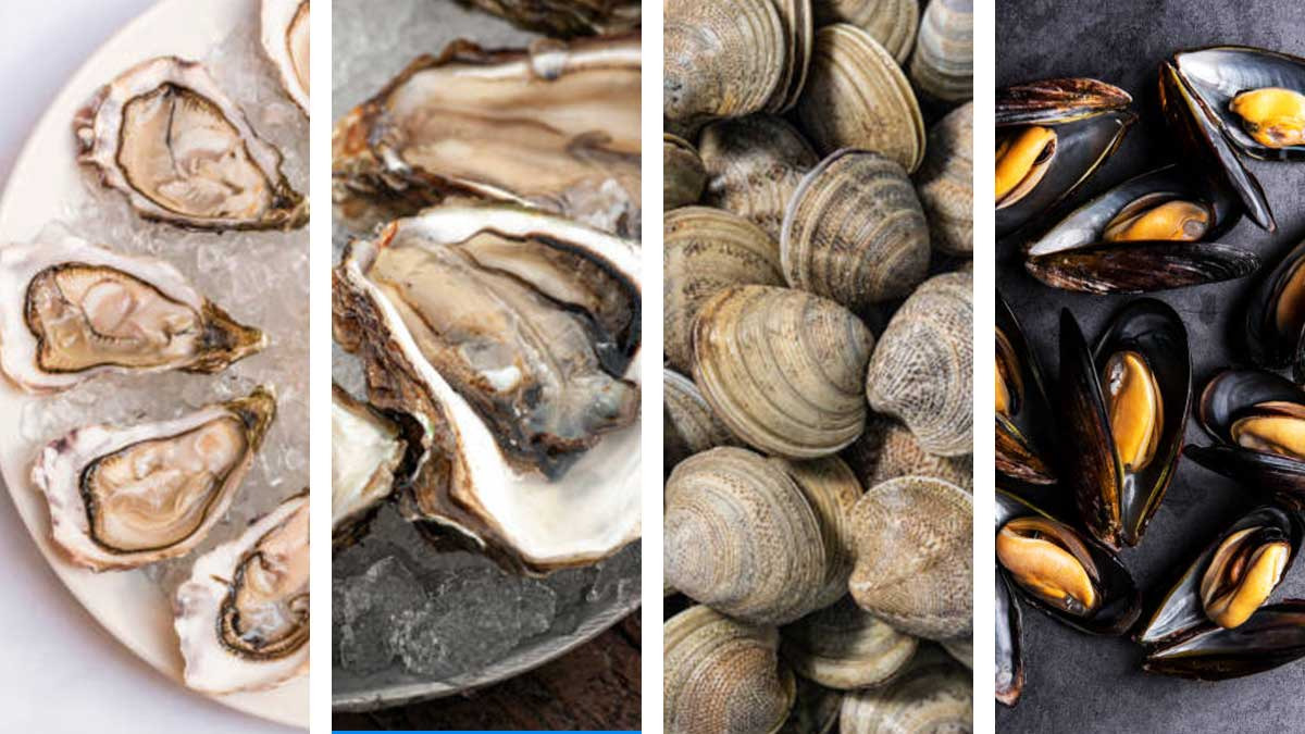 Te decimos la diferencia entre ostiones, ostras, almejas y mejillones