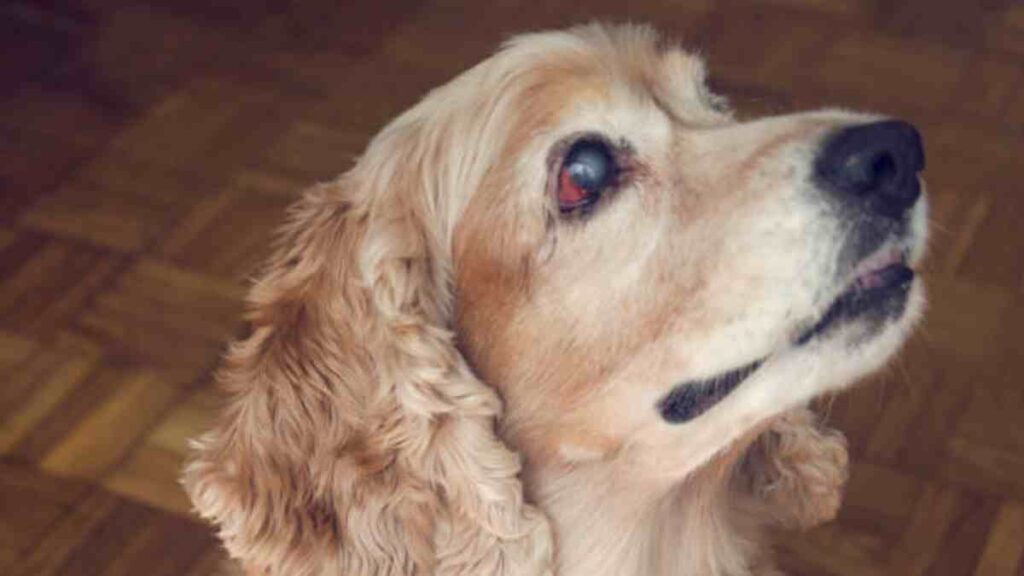 Glaucoma en perros: síntomas y tratamientos