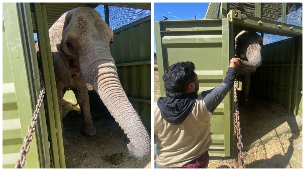 La elefanta Annie inició su traslado al Zoológico de Aragón de la CDMX.