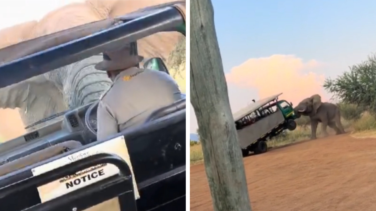 ¡Pánico en safari! Elefante levanta con su trompa camión lleno de turistas