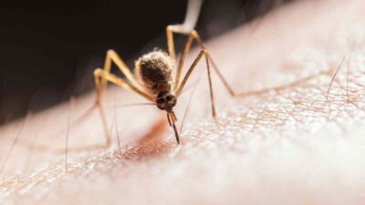 enfermedades transmitidas por mosquitos