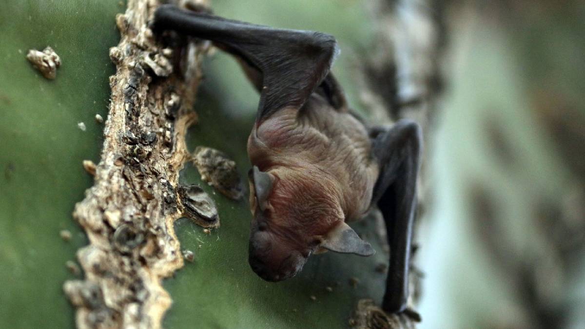 Bosque de Chapultepec dedica festival a los murciélagos y busca romper récord de asistencia