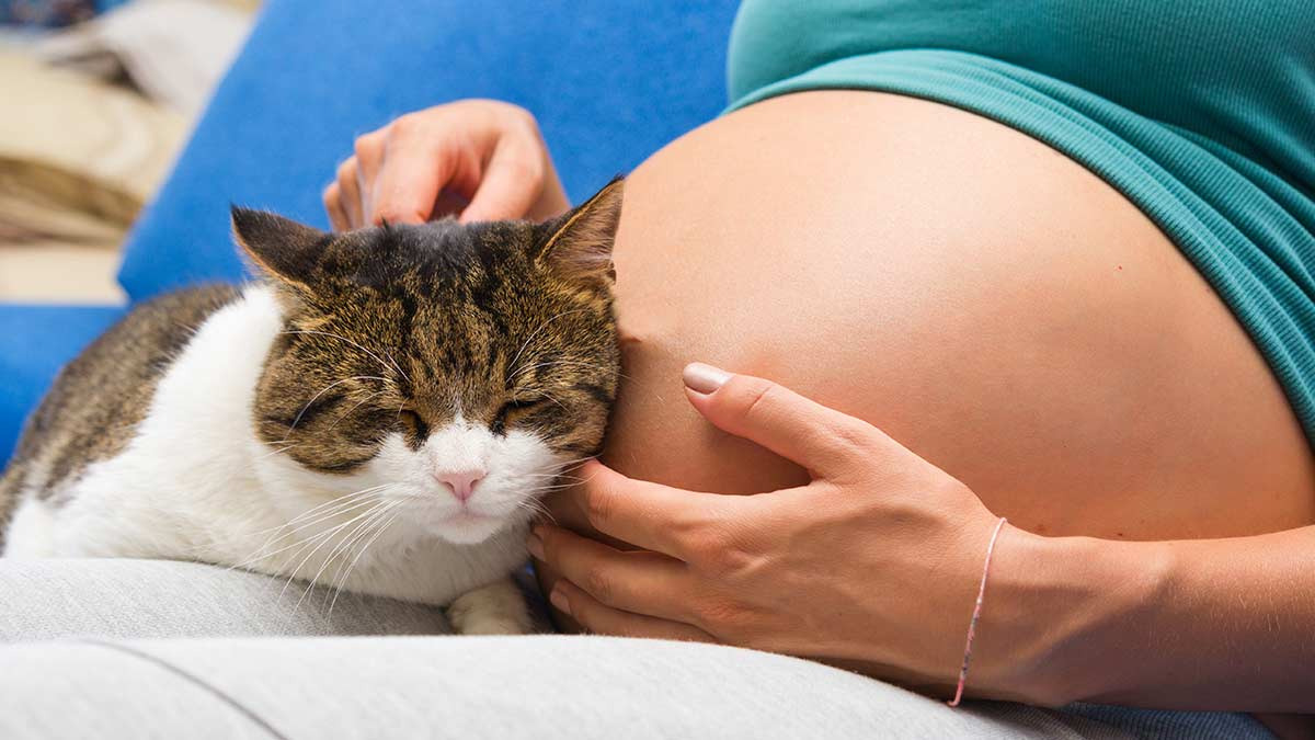 ¿Los gatos se vuelven más protectores con las mujeres embarazadas?