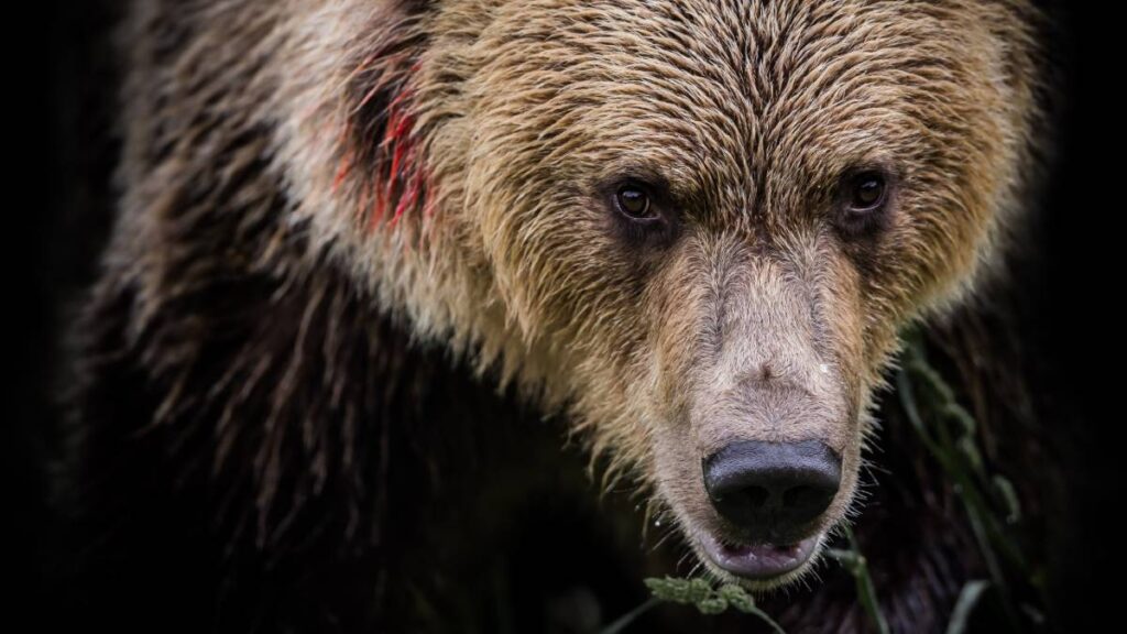 Ataque de oso deja 5 heridos en Eslovaquia; entre ellos una niña