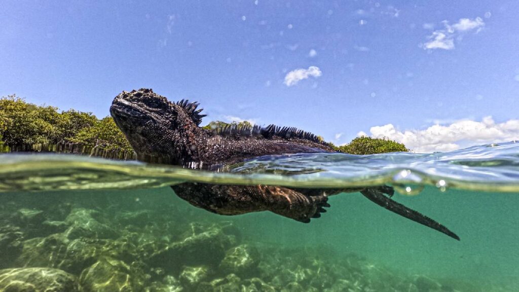 isla Galápagos reserva marina mundial pide Greenpace