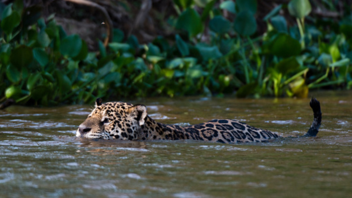 “Majestuoso”: captan jaguar nadando en Reserva de Celestún, en Yucatán