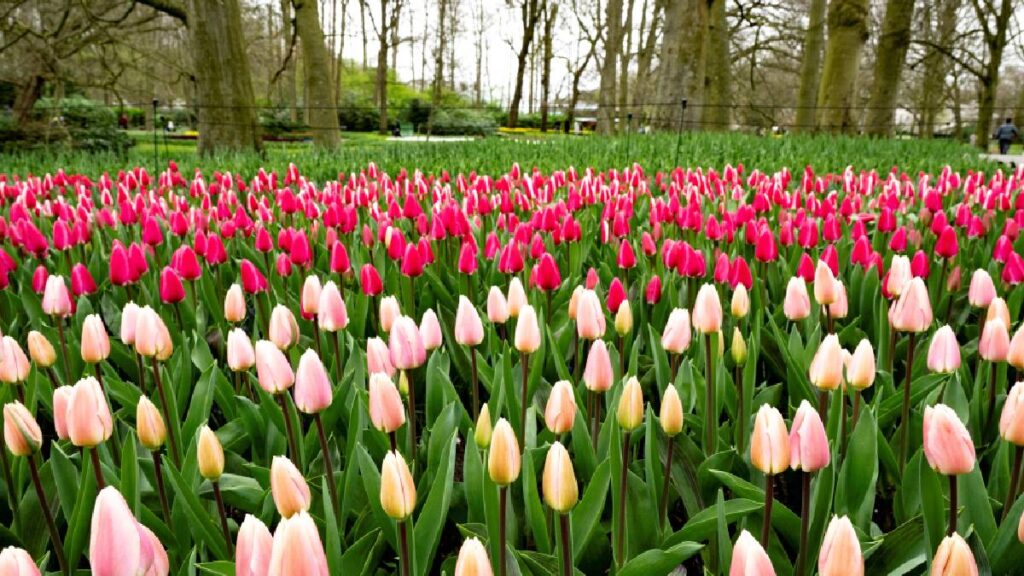 jardín de tulipanes en Países Bajos