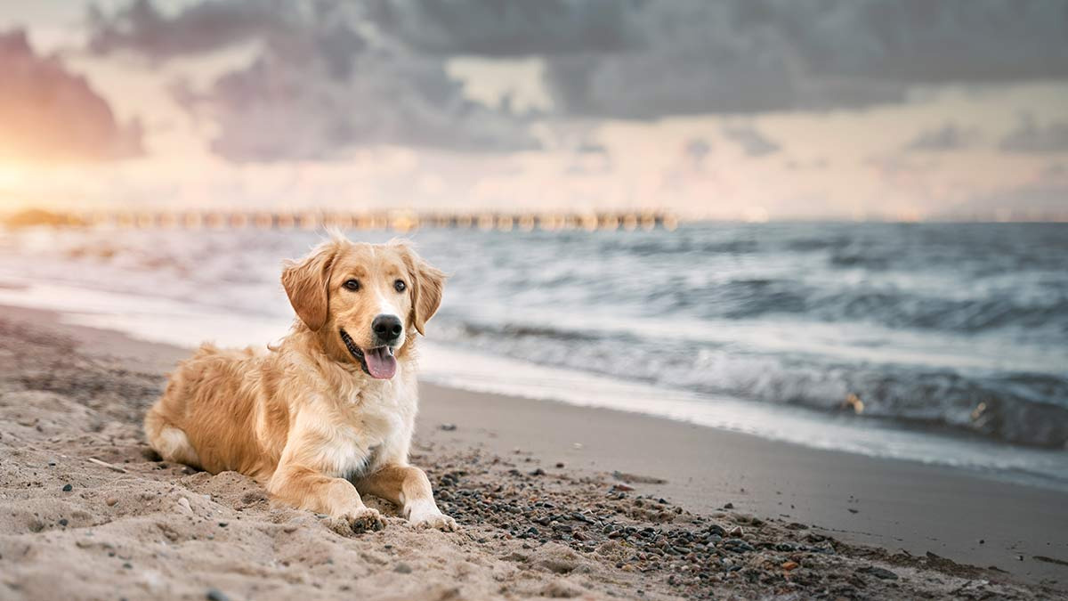 “Vaguito”, el perrito que espera a su dueño fallecido a la orilla del mar, tendrá película