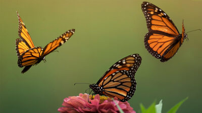 Mariposa monarca: factores que amenazan a la especie