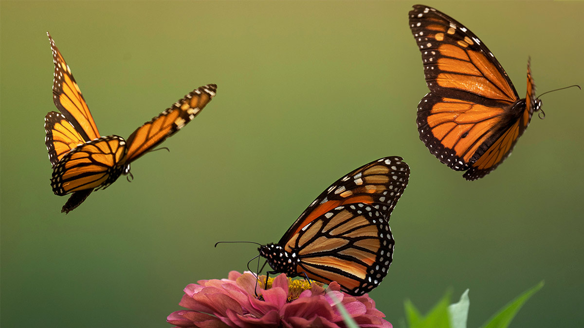 Alertan por declive crítico de la mariposa monarca, por qué está amenazada