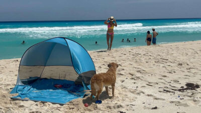 Mascotas Playa Cancún