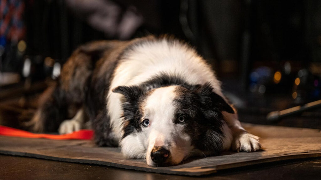 Messi Perro De Anatomia De Una Caida