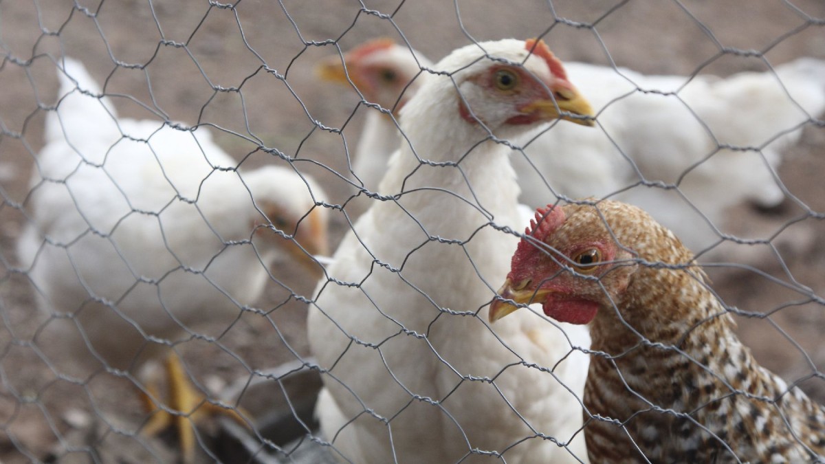 ¿Qué medidas se toman? Detectan brote de influenza aviar en Huetamo, Michoacán