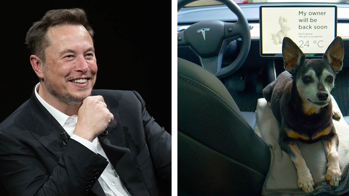 “Modo mascota” Elon Musk invita a mexicanos a probar autos Tesla con sus mascotas y probar su comodidad 