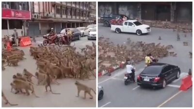 Una pelea de monos fue captada en calles de Lopburi, Tailandia, por los habitantes.