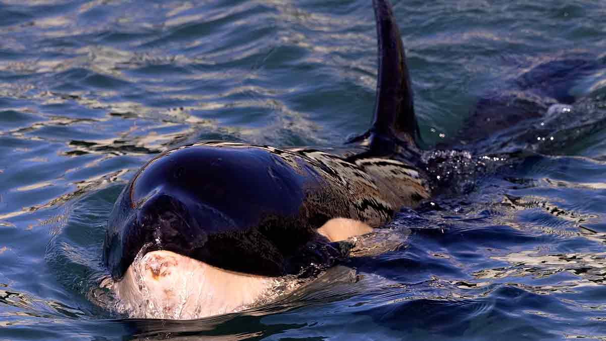 Captan por primera vez a una orca devorando sola un tiburón blanco