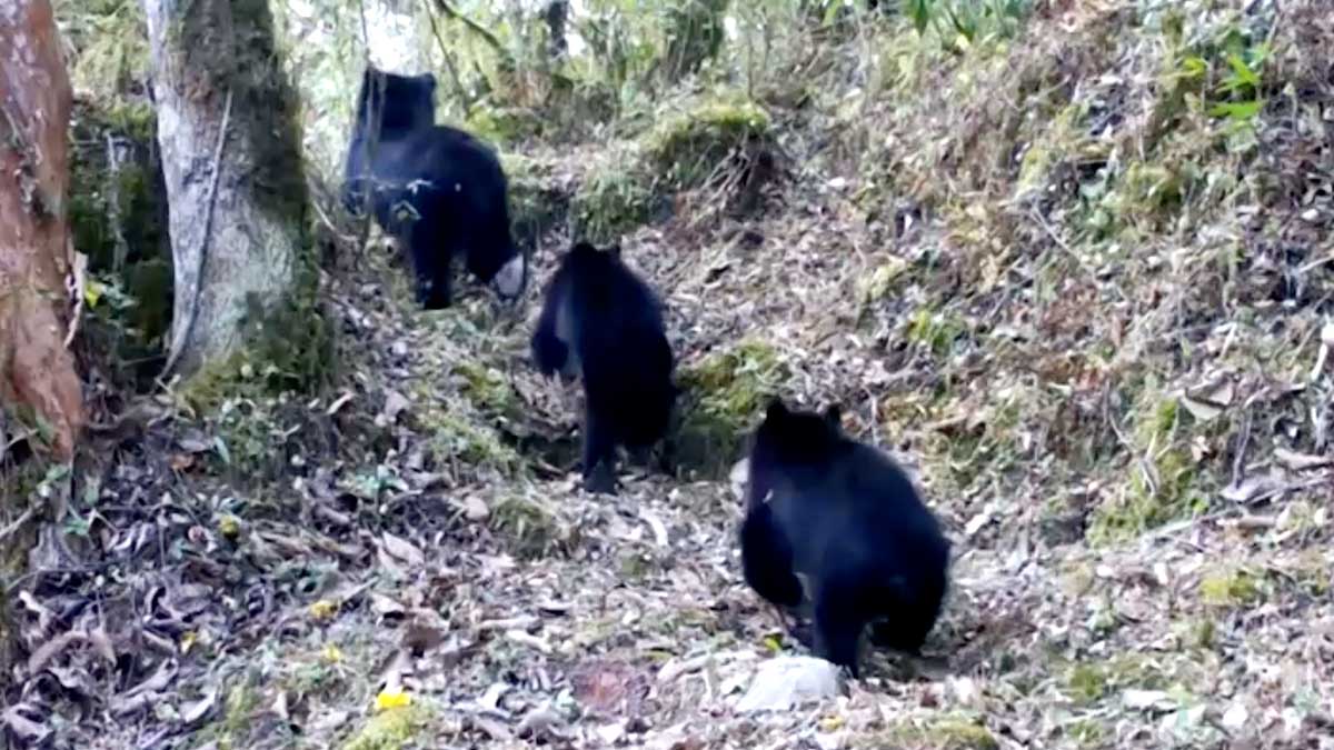 Hallan osos “Paddington” en Bolivia y dan esperanza a la especie