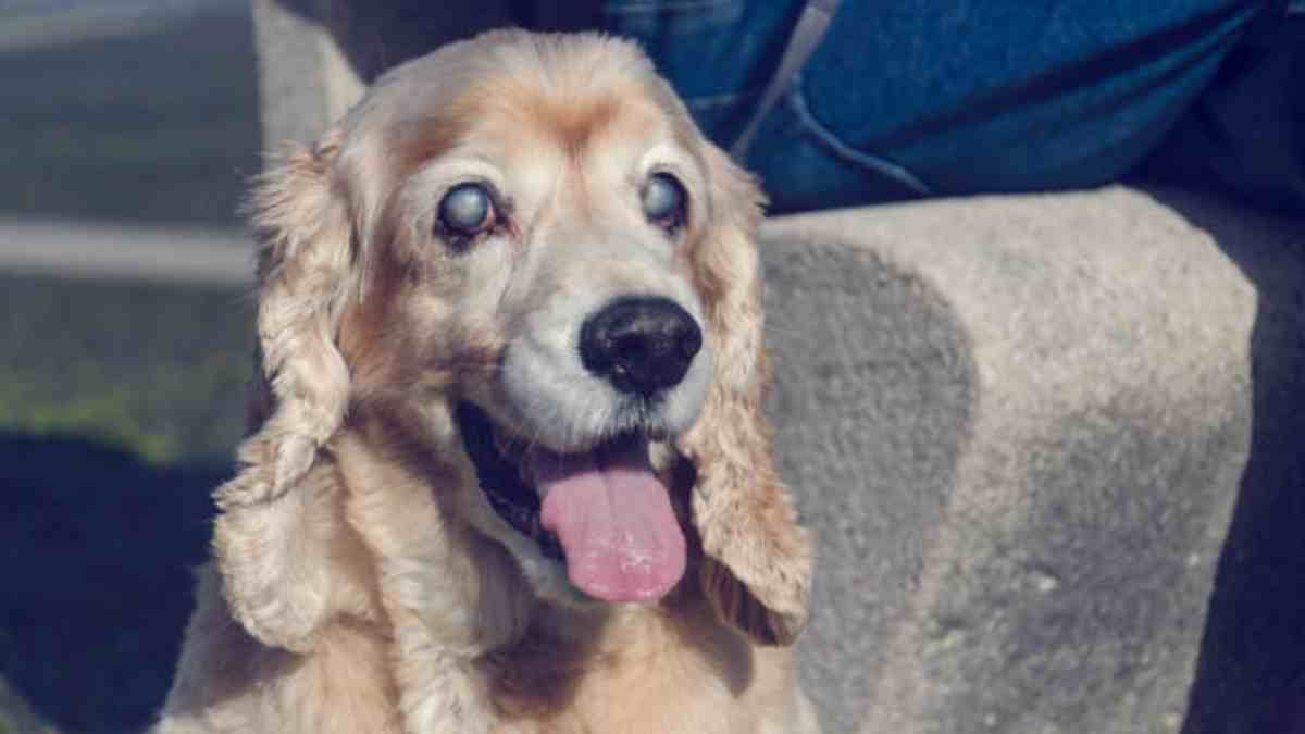 Tu mejor amigo podría padecerlo: ve qué es el glaucoma en perros
