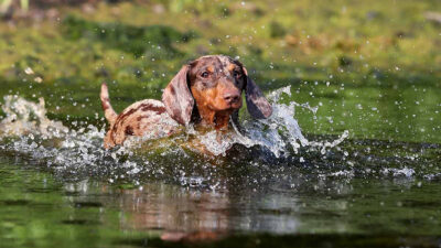 Perrito atrapado corriente de un río