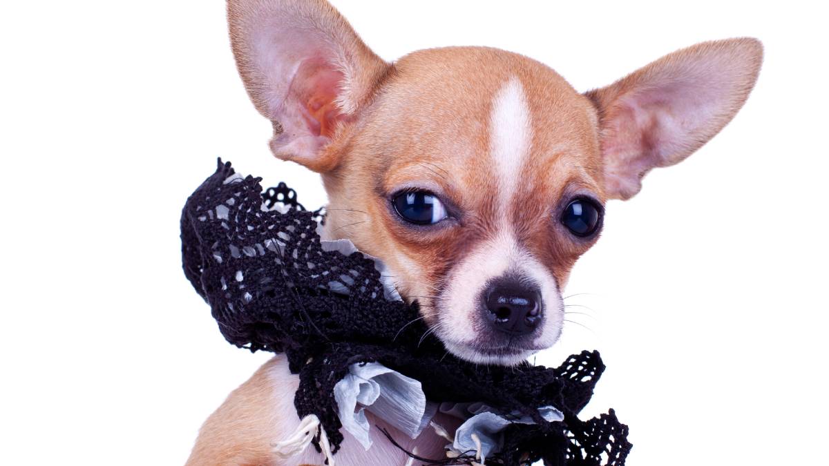 Hombre pega a lomito con cinta en poste: “Vea cómo es que se amarra a un perrito cagón”