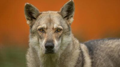 Perro lobo checoslovaco características y cuidados