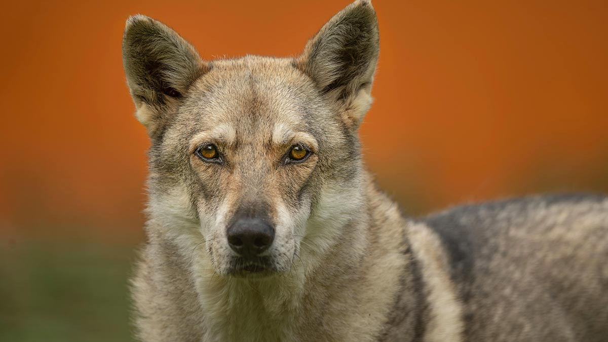 Perro lobo checoslovaco: características y cuidados