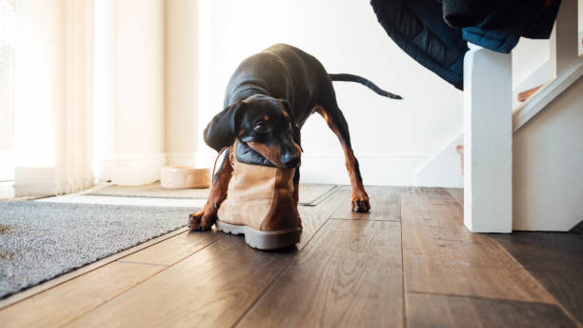 Perrito ayuda a limpiar la casa guardando los zapatos de sus humanos y muestra su inconformidad