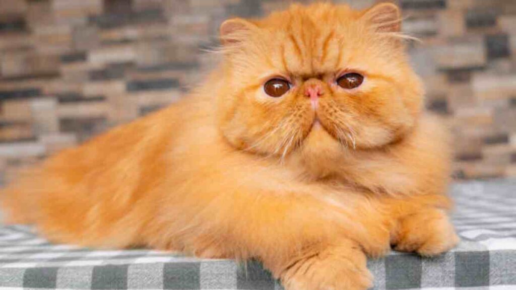 Razas de gatos que se parecen a Garfield