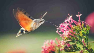 El esfinge colibrí es un insecto parecido a un pájaro con un aparato bucal chupador gigante