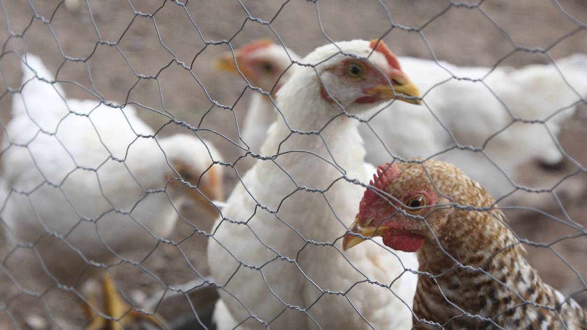 ¡Volaron todos! Roban pollos vivos tras volcadura de camión en Veracruz