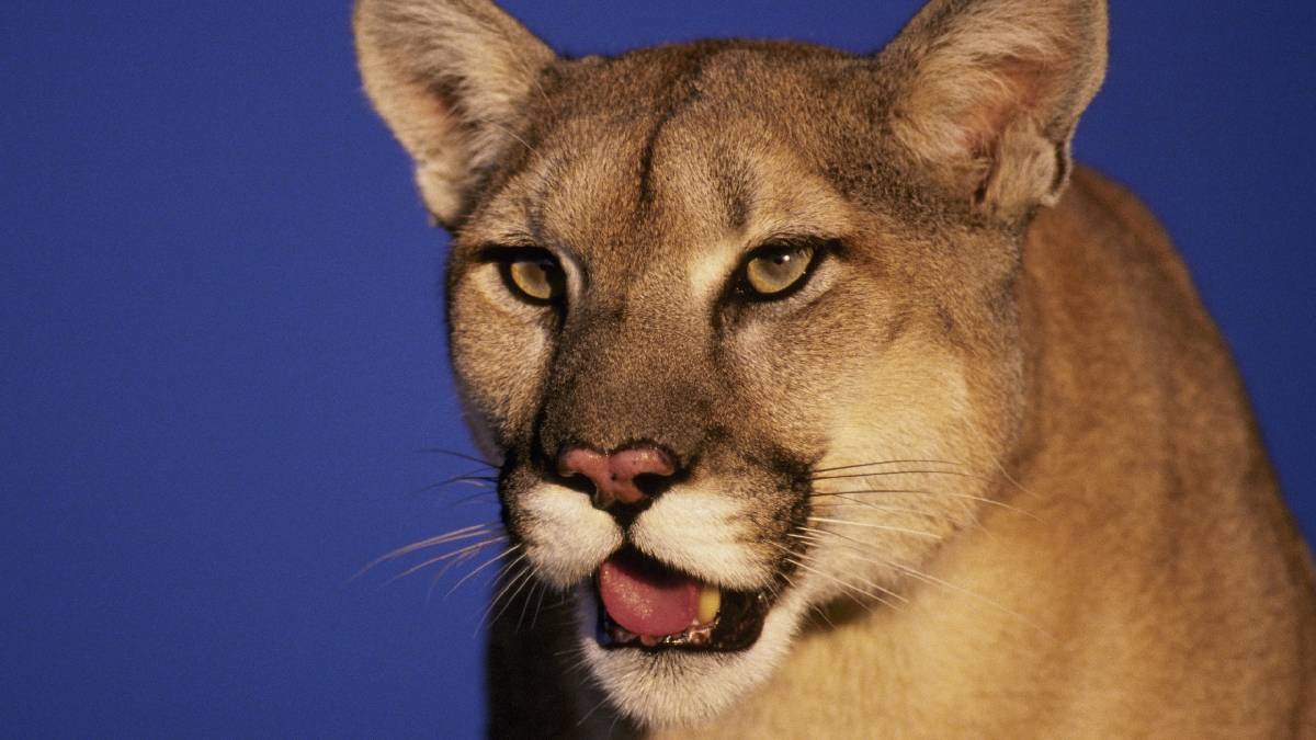 ¡Tragedia en California! Puma mata a un joven y hiere a su hermano en un brutal ataque