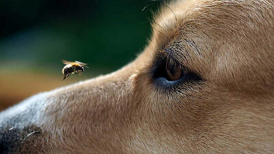 Qué hacer si tu perro es picado por abeja