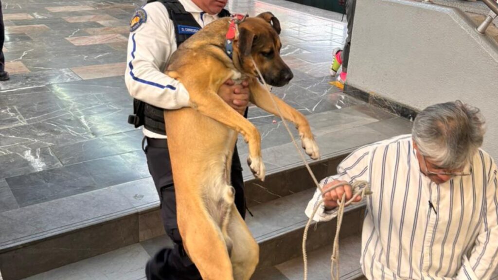 Un perro fue rescatado de las vías de la Línea 4 del Metro de la CDMX.