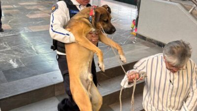 Un perro fue rescatado de las vías de la Línea 4 del Metro de la CDMX.